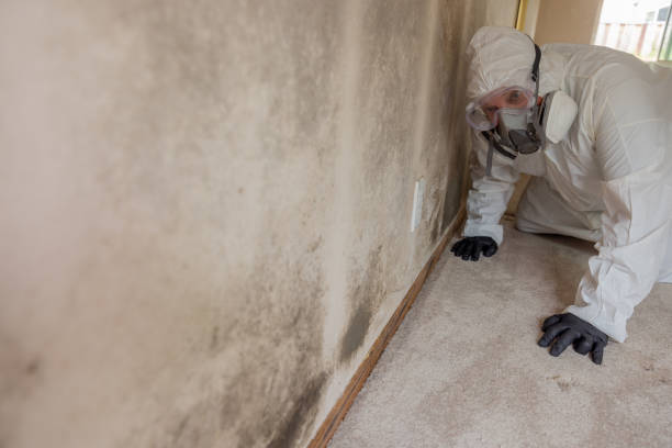 Best Emergency Mold Remediation  in Safety Harbor, FL